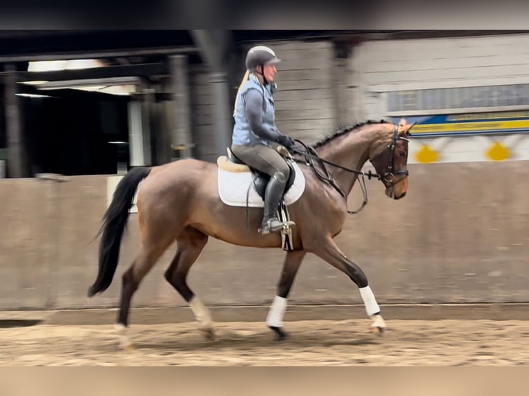 Caballo alemán Yegua 5 años 164 cm Castaño in Süderlügum