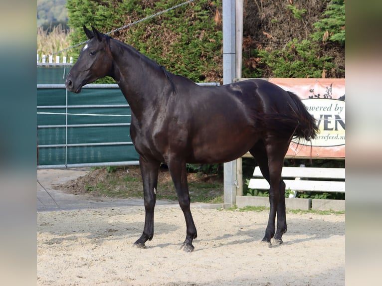 Caballo alemán Yegua 5 años 164 cm Negro in Nottuln