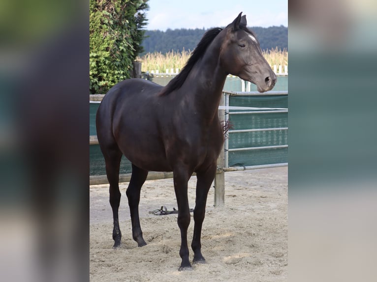 Caballo alemán Yegua 5 años 164 cm Negro in Nottuln