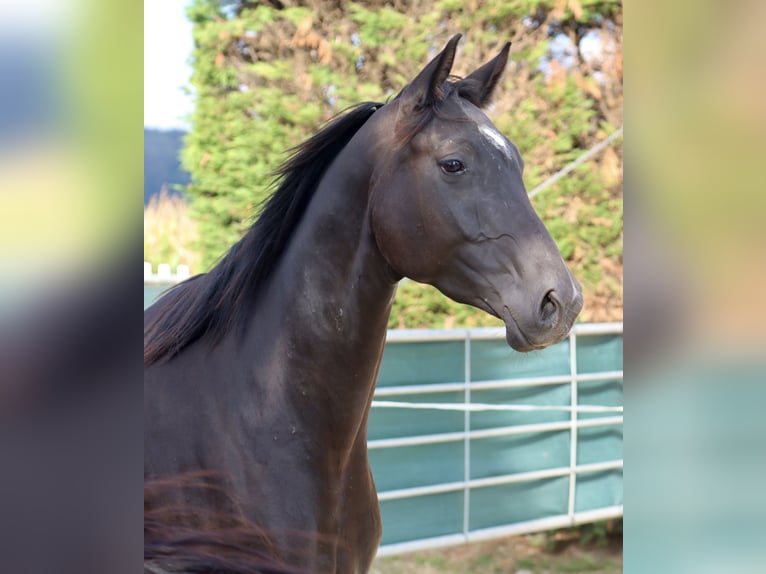 Caballo alemán Yegua 5 años 164 cm Negro in Nottuln