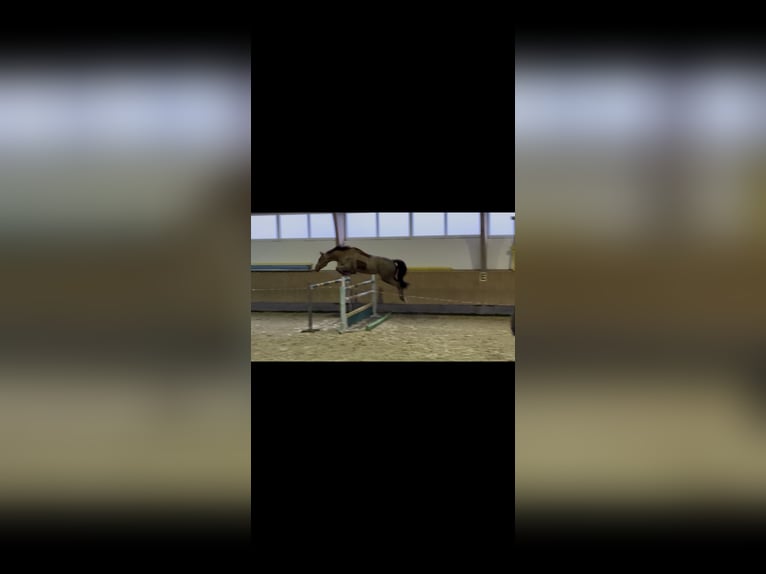 Caballo alemán Yegua 5 años 165 cm Alazán in Villingen-Schwenningen