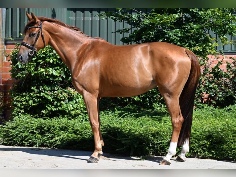 Caballo alemán Yegua 5 años 165 cm Alazán-tostado in Sassenberg