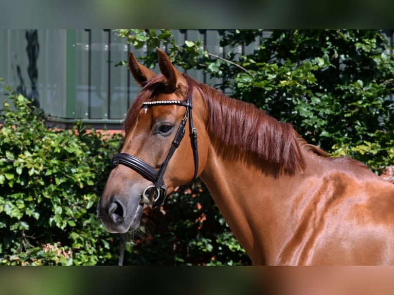 Caballo alemán Yegua 5 años 165 cm Alazán-tostado in Sassenberg