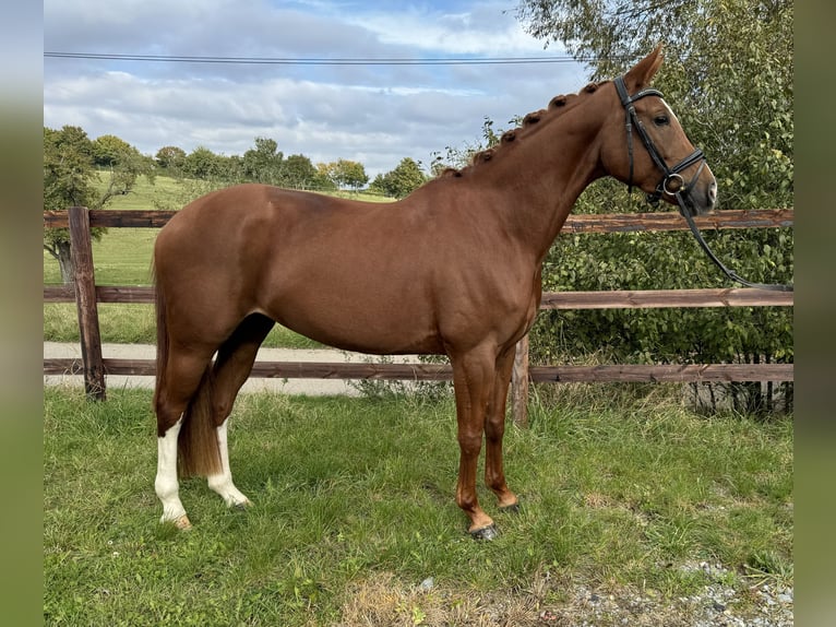 Caballo alemán Yegua 5 años 166 cm Alazán in Königheim