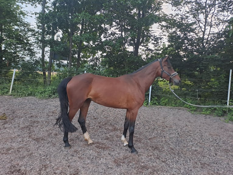 Caballo alemán Yegua 5 años 166 cm Castaño in Allersberg