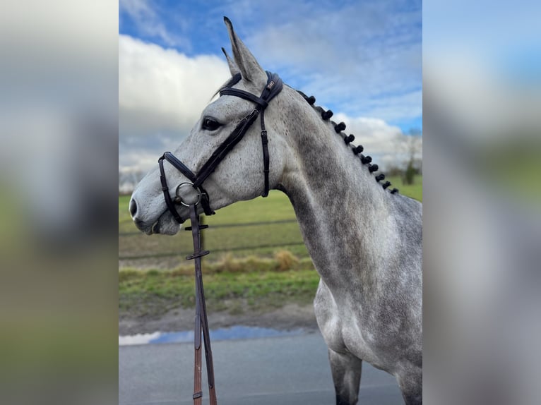 Caballo alemán Yegua 5 años 166 cm Musgo in Goch