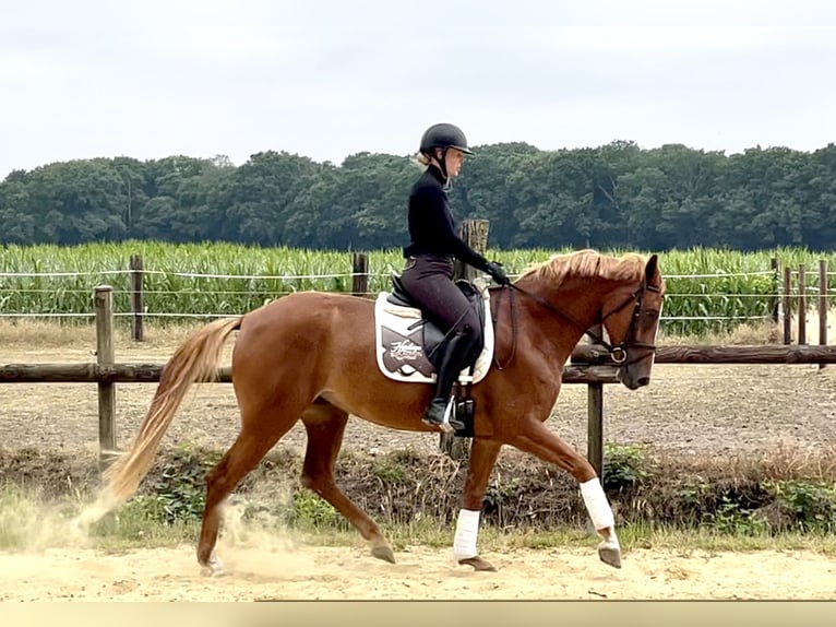 Caballo alemán Yegua 5 años 167 cm Alazán in Dorsten