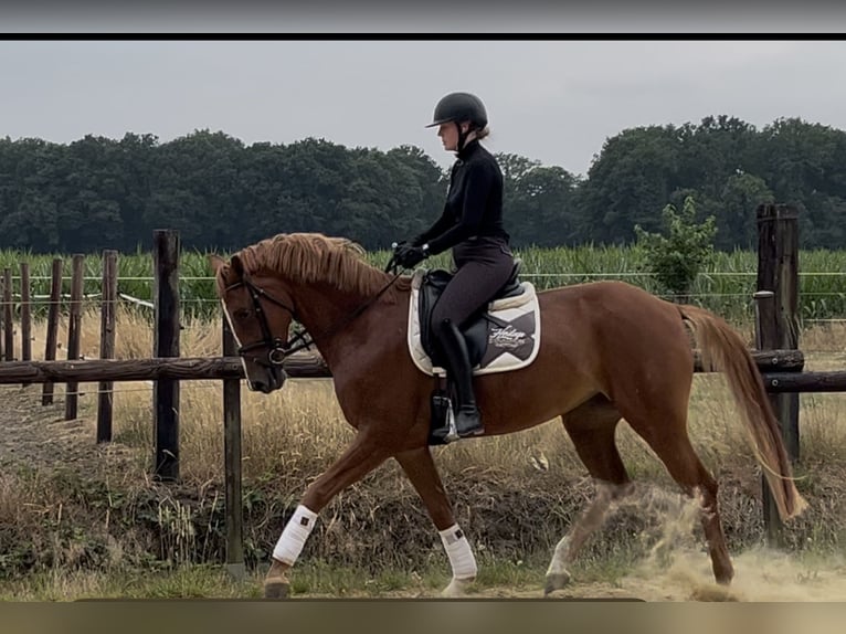 Caballo alemán Yegua 5 años 167 cm Alazán in Dorsten