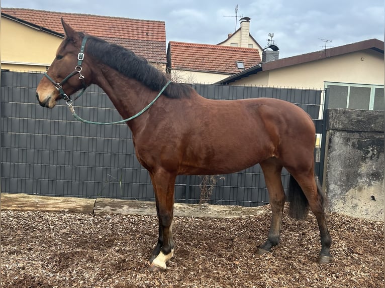Caballo alemán Yegua 5 años 167 cm Castaño in Brensbach