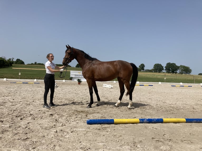 Caballo alemán Yegua 5 años 167 cm Castaño in Unterneukirchen