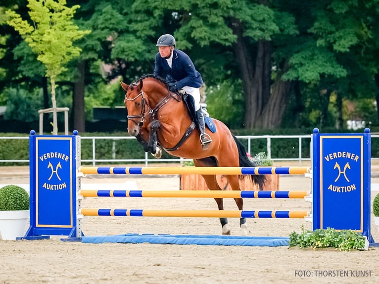 Caballo alemán Yegua 5 años 169 cm Castaño in Verden