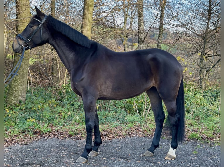 Caballo alemán Yegua 5 años 169 cm Castaño oscuro in Overath