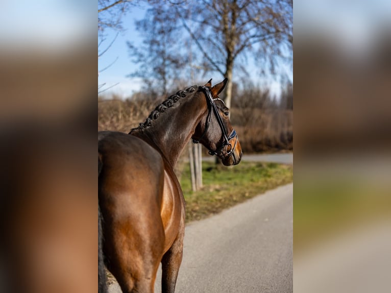Caballo alemán Yegua 5 años 170 cm Castaño oscuro in Rosenheim