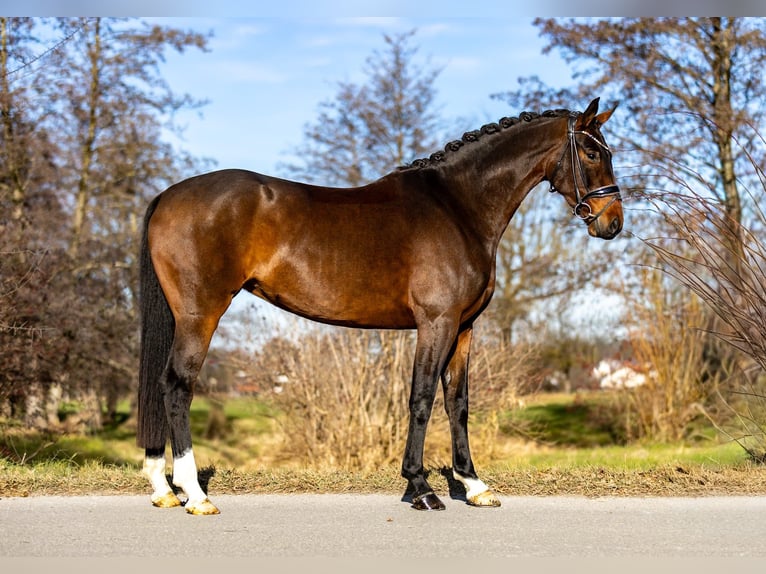 Caballo alemán Yegua 5 años 170 cm Castaño oscuro in Rosenheim