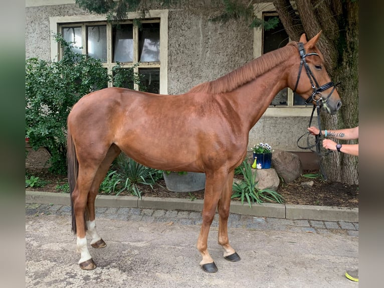 Caballo alemán Yegua 5 años 172 cm Alazán in Wanzleben-Börde