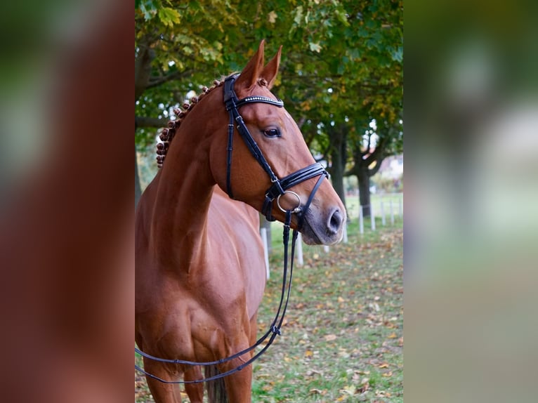 Caballo alemán Yegua 5 años 172 cm Alazán in Wanzleben-Börde