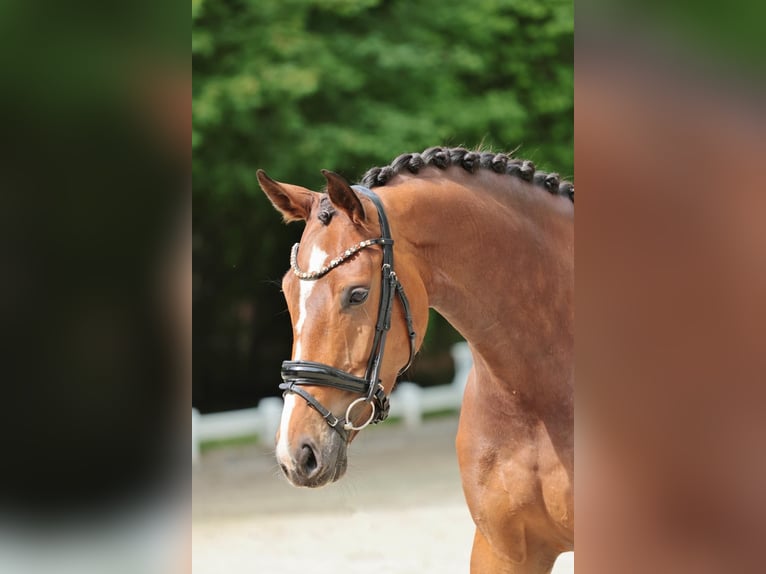 Caballo alemán Yegua 5 años 174 cm Castaño in Emsdetten