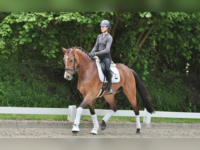 Caballo alemán Yegua 5 años 174 cm Castaño in Emsdetten