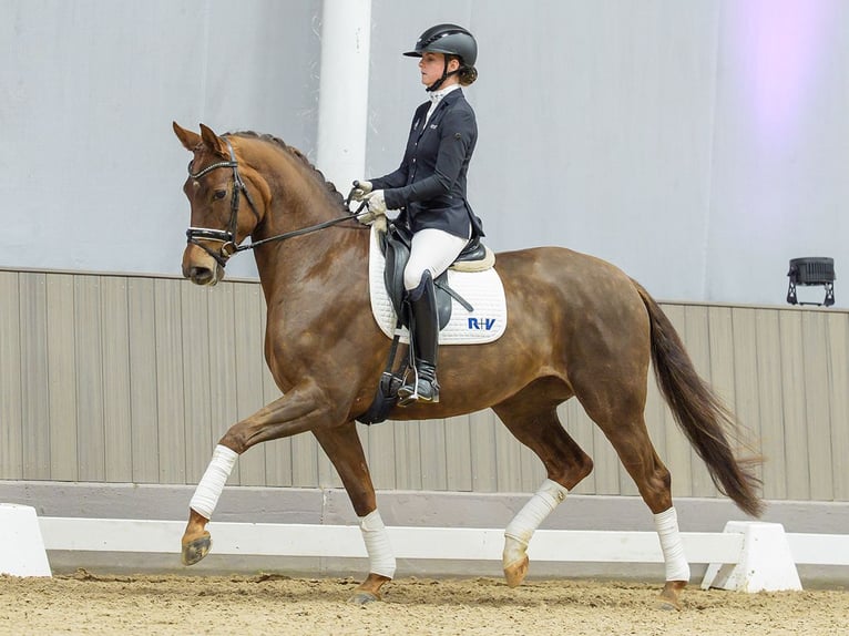 Caballo alemán Yegua 5 años Alazán in Münster-Handorf
