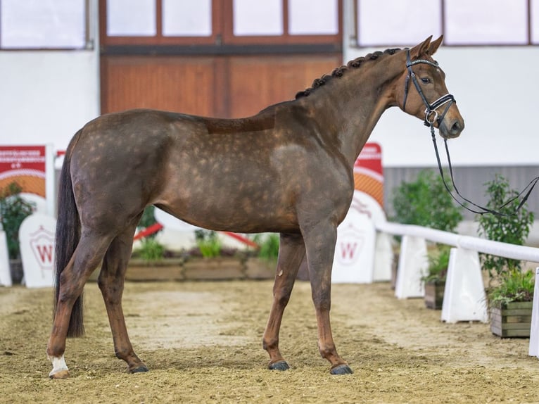 Caballo alemán Yegua 5 años Alazán in Münster-Handorf