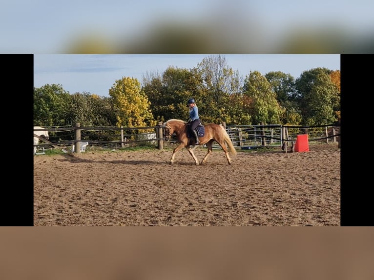 Caballo alemán Yegua 5 años in Mülheim an der Ruhr