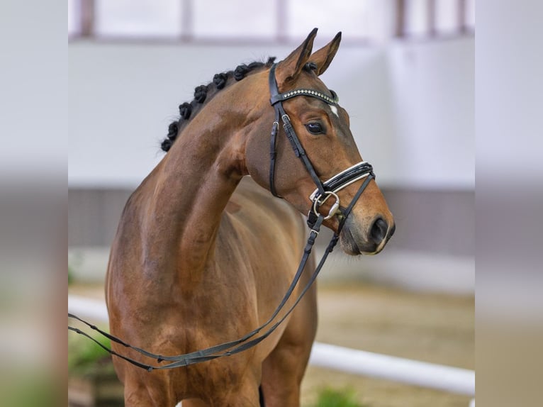 Caballo alemán Yegua 5 años Castaño in Münster-Handorf