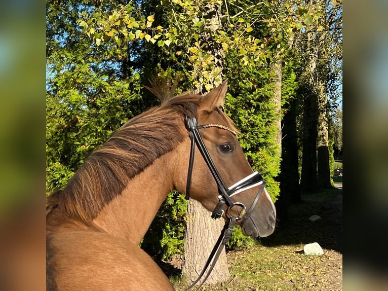 Caballo alemán Yegua 6 años 147 cm Alazán in Schönhorst