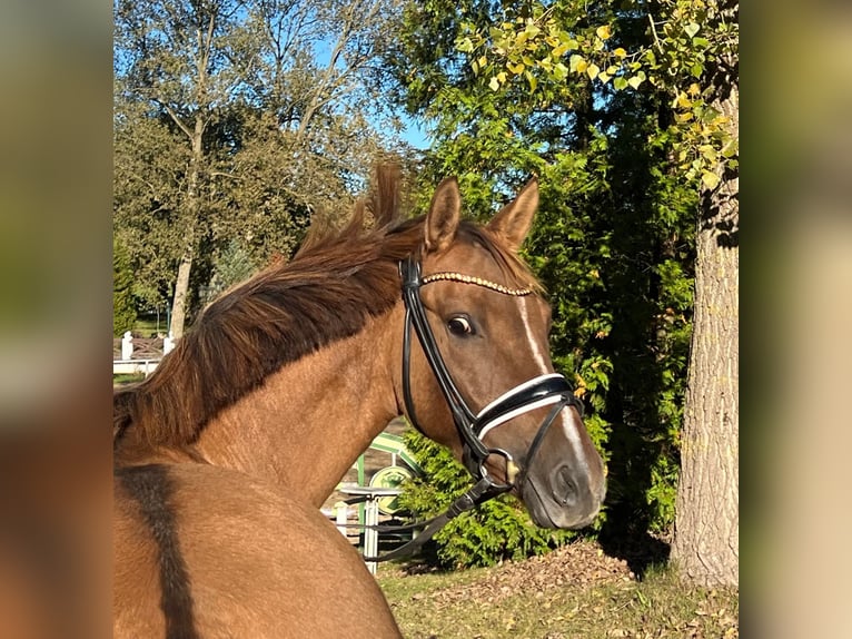 Caballo alemán Yegua 6 años 147 cm Alazán in Schönhorst