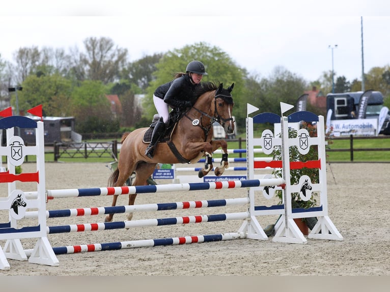 Caballo alemán Yegua 6 años 147 cm Alazán in Schönhorst