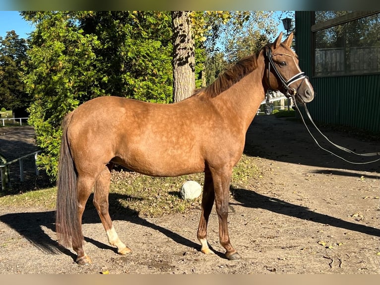 Caballo alemán Yegua 6 años 147 cm Alazán in Schönhorst