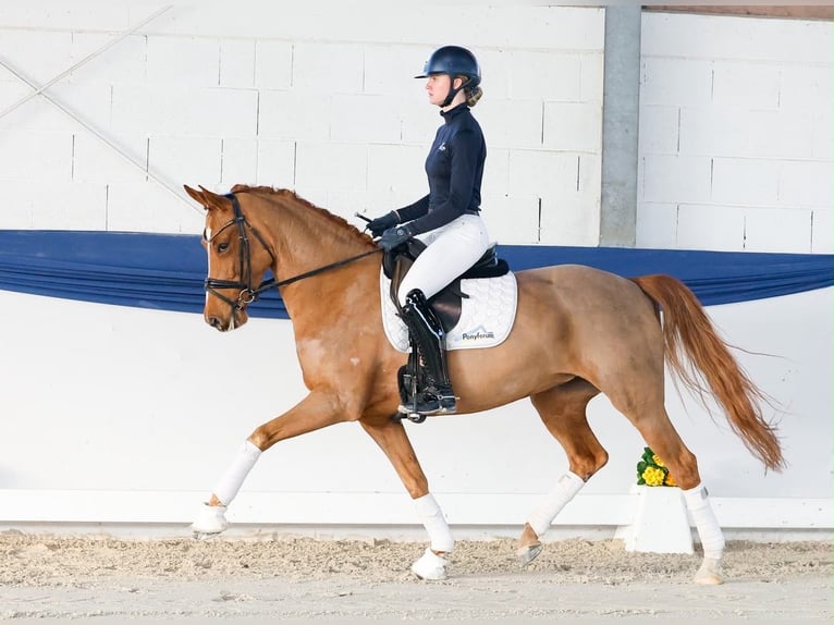Caballo alemán Yegua 6 años 155 cm Alazán in Davidschlag