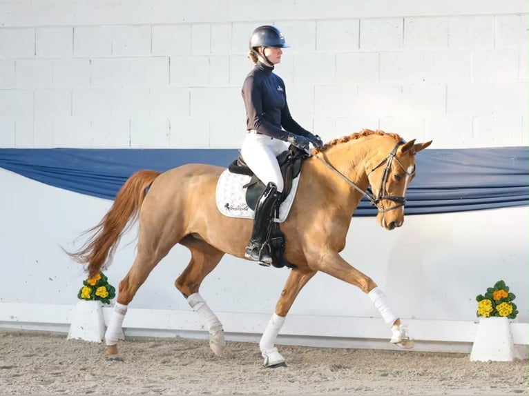 Caballo alemán Yegua 6 años 155 cm Alazán in Davidschlag