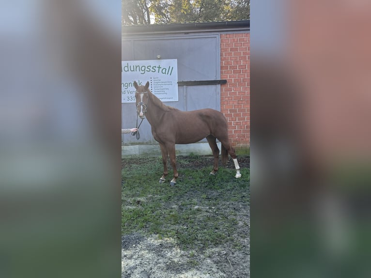 Caballo alemán Yegua 6 años 157 cm Alazán in Hünxe