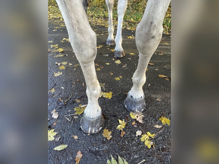 Caballo alemán Yegua 6 años 160 cm Pío in Sendenhorst