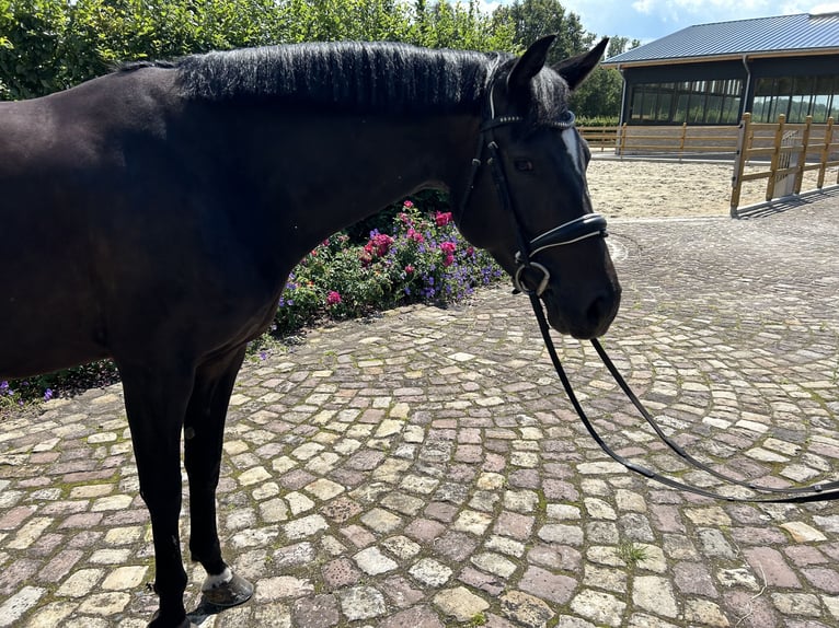 Caballo alemán Yegua 6 años 163 cm Castaño in Glandorf