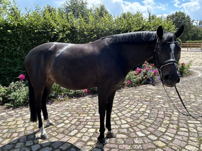 Caballo alemán Yegua 6 años 163 cm Castaño in Glandorf