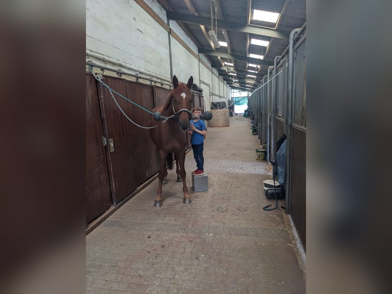 Caballo alemán Yegua 6 años 164 cm Alazán in Essen