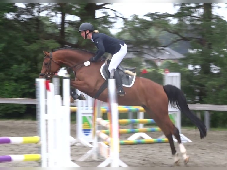 Caballo alemán Yegua 6 años 164 cm Castaño in Süderlügum