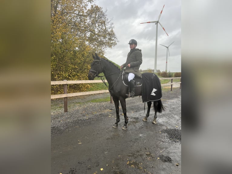 Caballo alemán Yegua 6 años 166 cm Morcillo in Fröndenberg