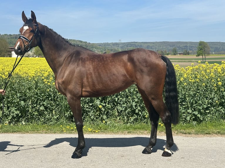 Caballo alemán Yegua 6 años 168 cm Castaño in Riedlingen