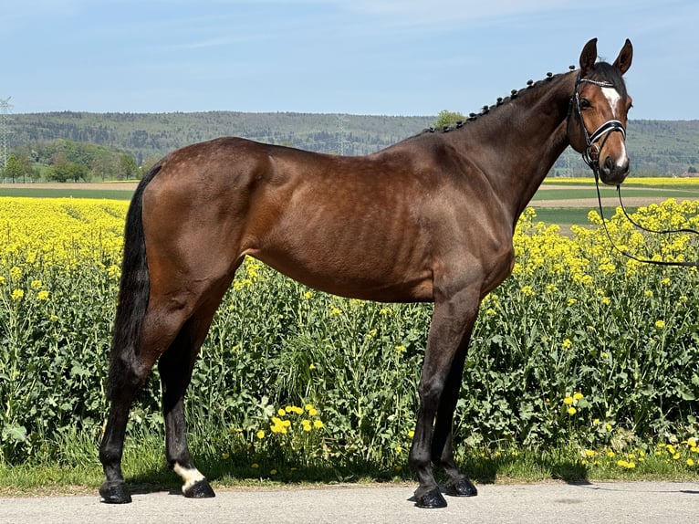 Caballo alemán Yegua 6 años 168 cm Castaño in Riedlingen