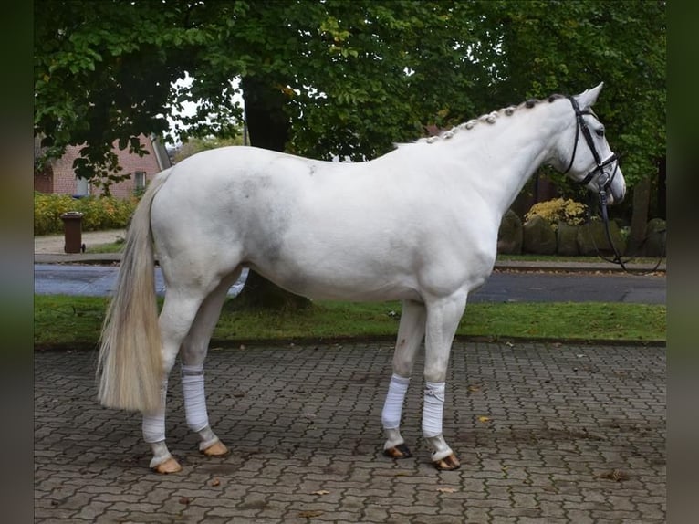 Caballo alemán Yegua 6 años 168 cm Tordo in Fredenbeck