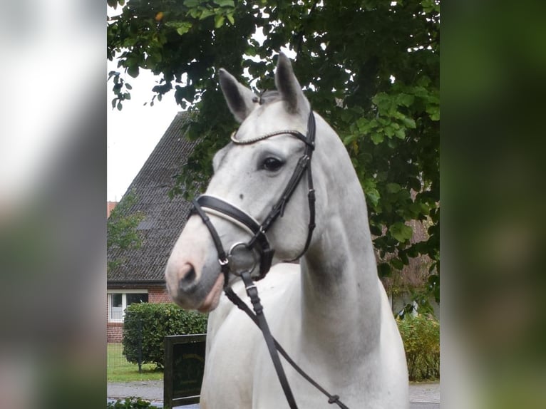 Caballo alemán Yegua 6 años 168 cm Tordo in Fredenbeck