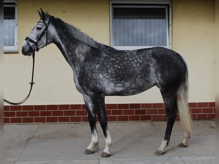 Caballo alemán Yegua 6 años 168 cm Tordo rodado in Dohna