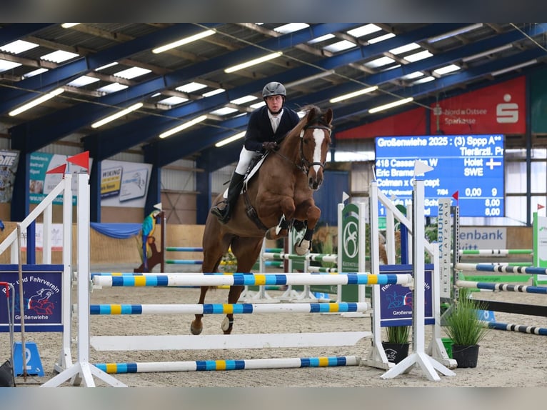 Caballo alemán Yegua 6 años 173 cm Alazán-tostado in Lindewitt
