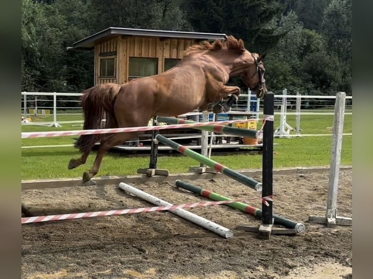 Caballo alemán Yegua 7 años 148 cm Alazán in Sankt Peter am Kammersberg