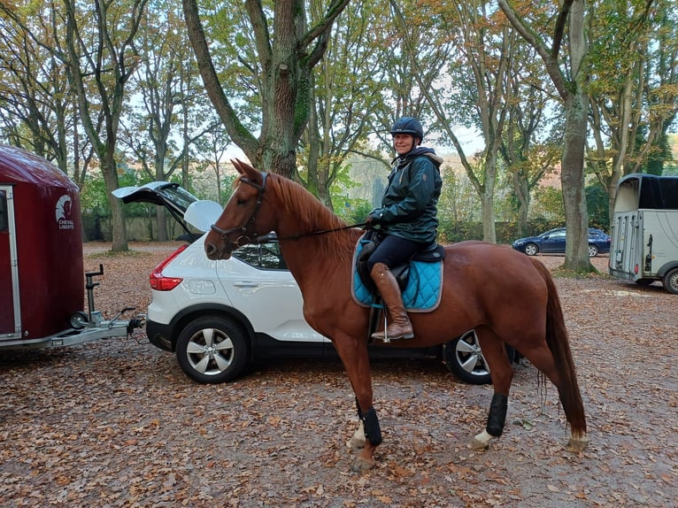 Caballo alemán Yegua 7 años 154 cm Alazán in Kiel