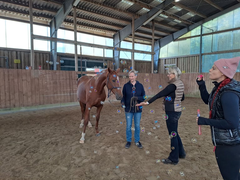 Caballo alemán Yegua 7 años 154 cm Alazán in Kiel