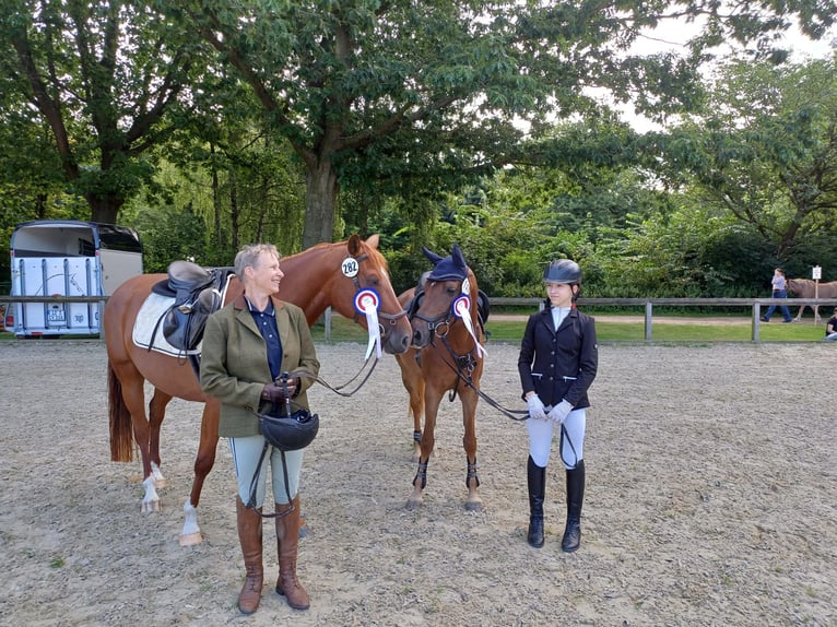 Caballo alemán Yegua 7 años 154 cm Alazán in Kiel