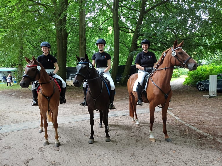 Caballo alemán Yegua 7 años 154 cm Alazán in Kiel